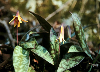 trout Trout lily (top photo: hepatica). Photos courtesy Eno River Association.